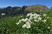 67 Anemoni narcissini con vista verso Tre Pizzi-Pietra Quadra